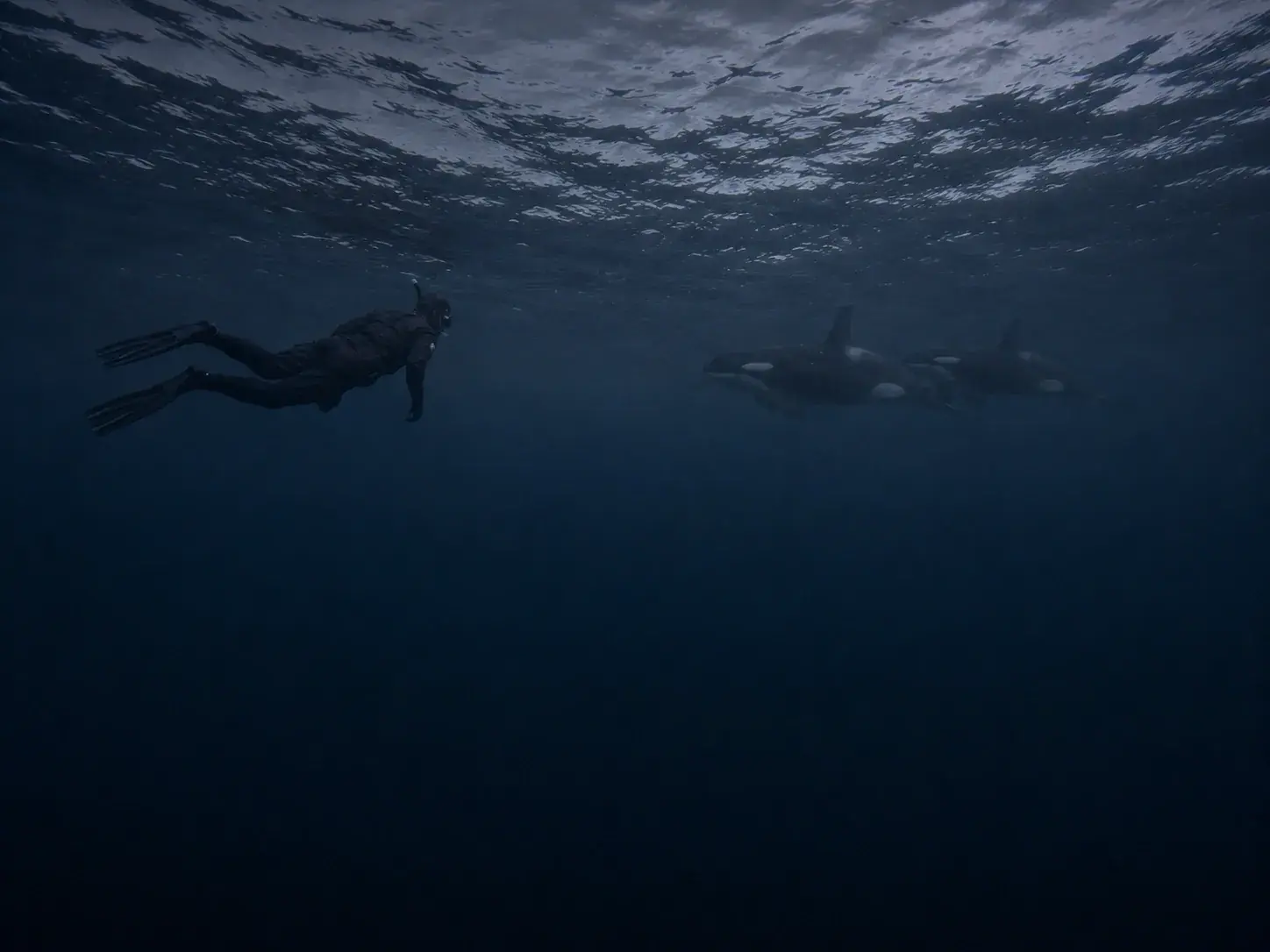 Underwater view of a snorkeler swimming alongside wild orcas in Arctic Norway