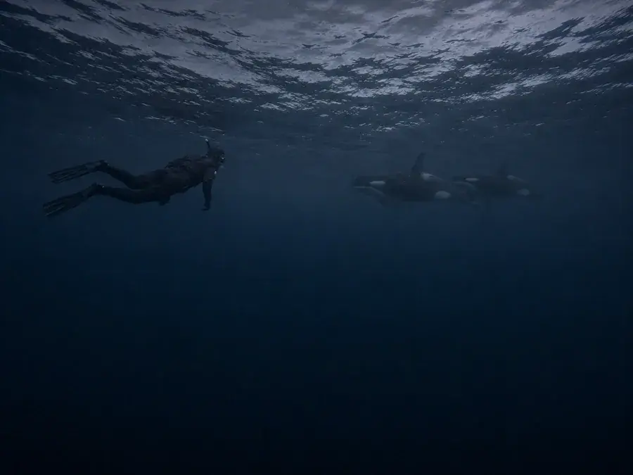 Underwater view of a snorkeler swimming alongside wild orcas in Arctic Norway