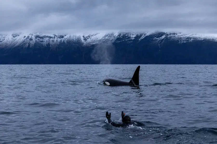 Snorkeler in a drysuit swimming near a wild orca in Arctic Norway