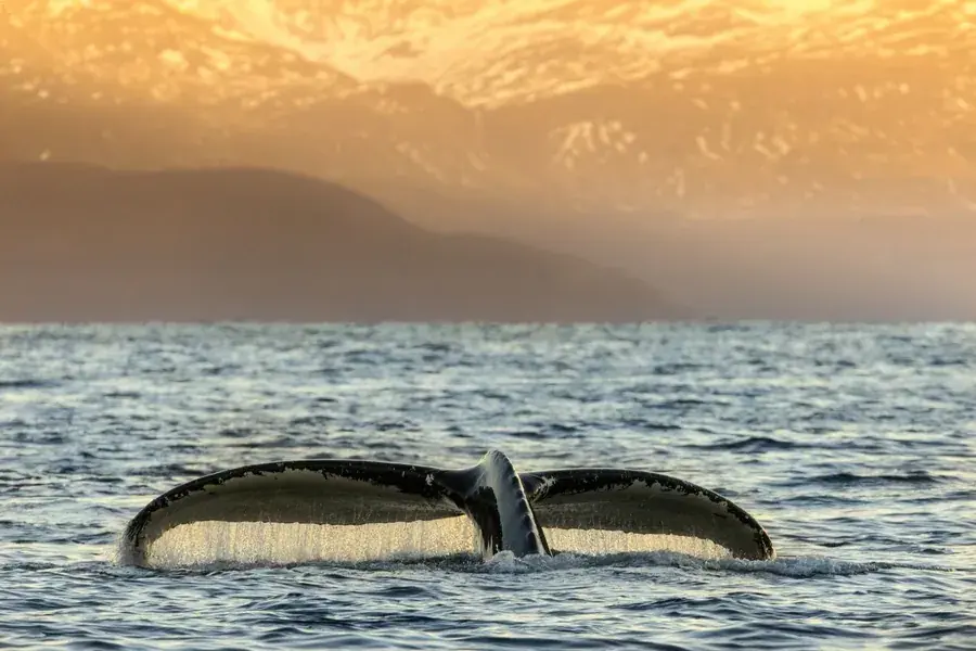 Humpback whale fluke above the water at sunset off Arctic Norway