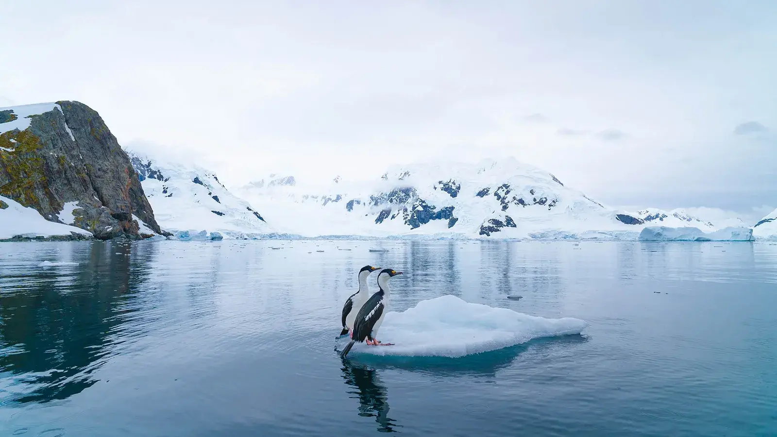 A pair of birds stand on a small iceberg in Antarctica