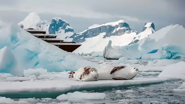 A pair of fur seals bask on a floating chunk of ice in Antarctica with a cruise ship peeking from behind an iceberg