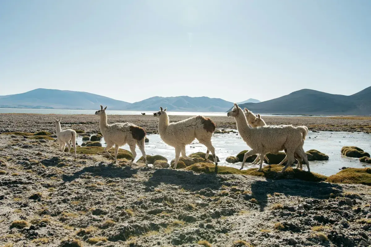 Llamas in the Atacama desert, Chile