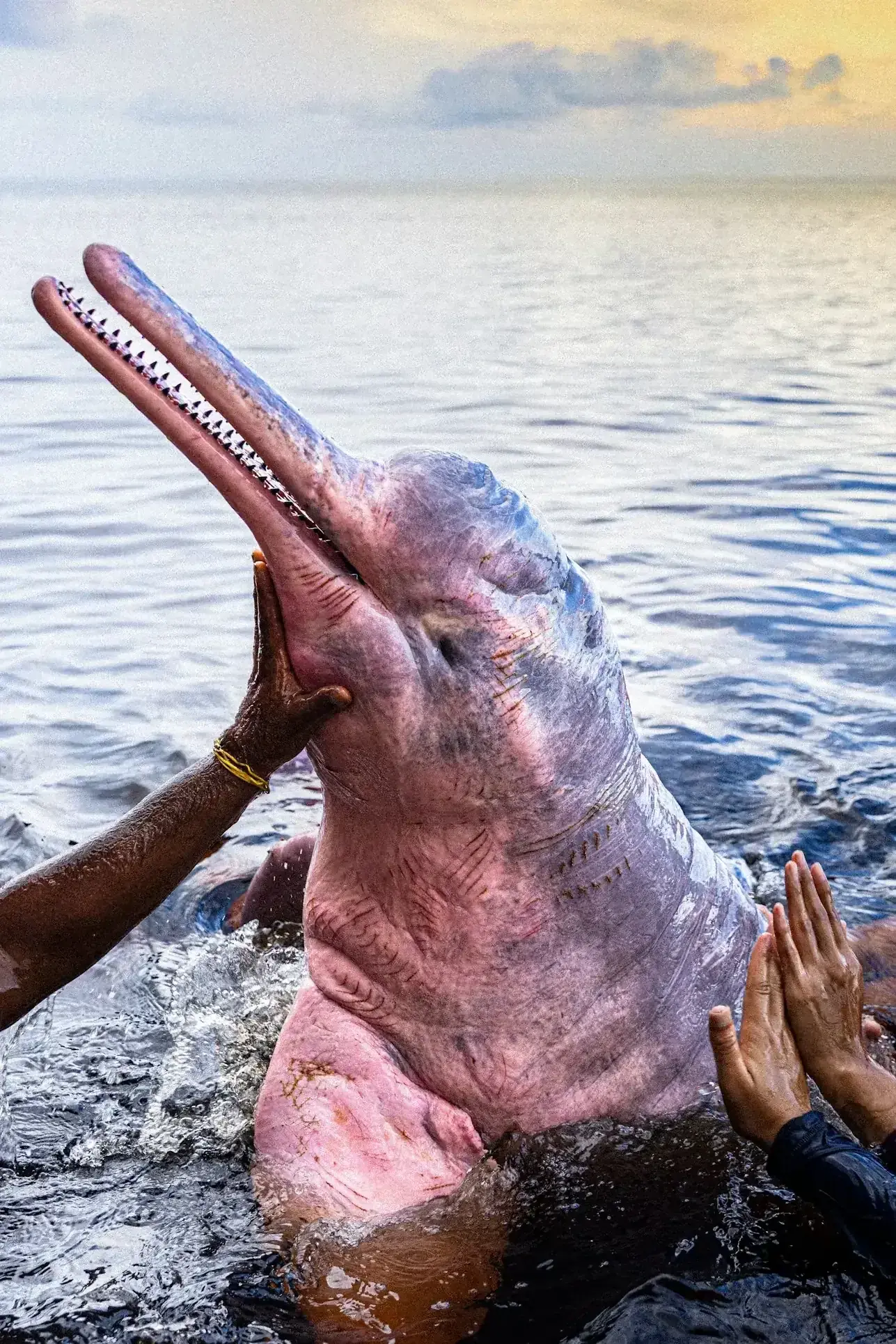 A hand pets a pink river dolphin