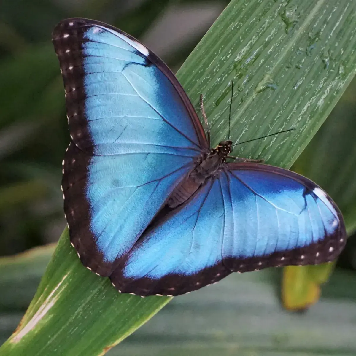 A blue morpho butterfly on a leaf