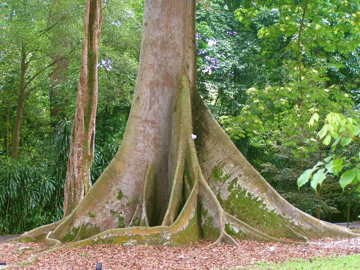 A giant Kapok tree in Peru