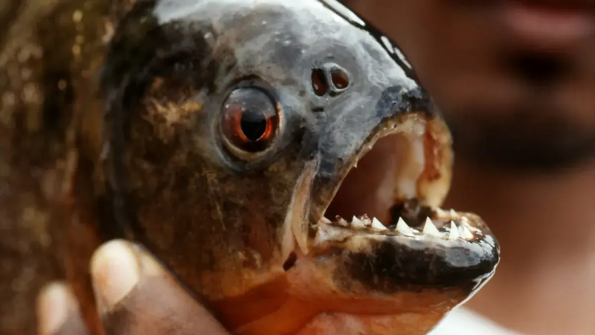 A hand holds a piranha