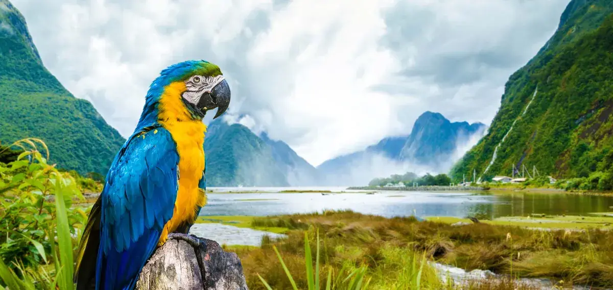 A macaw parrot sits on a branch overlooking Peru's Amazon