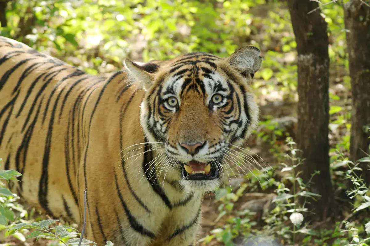 A bangal tiger on the prowl