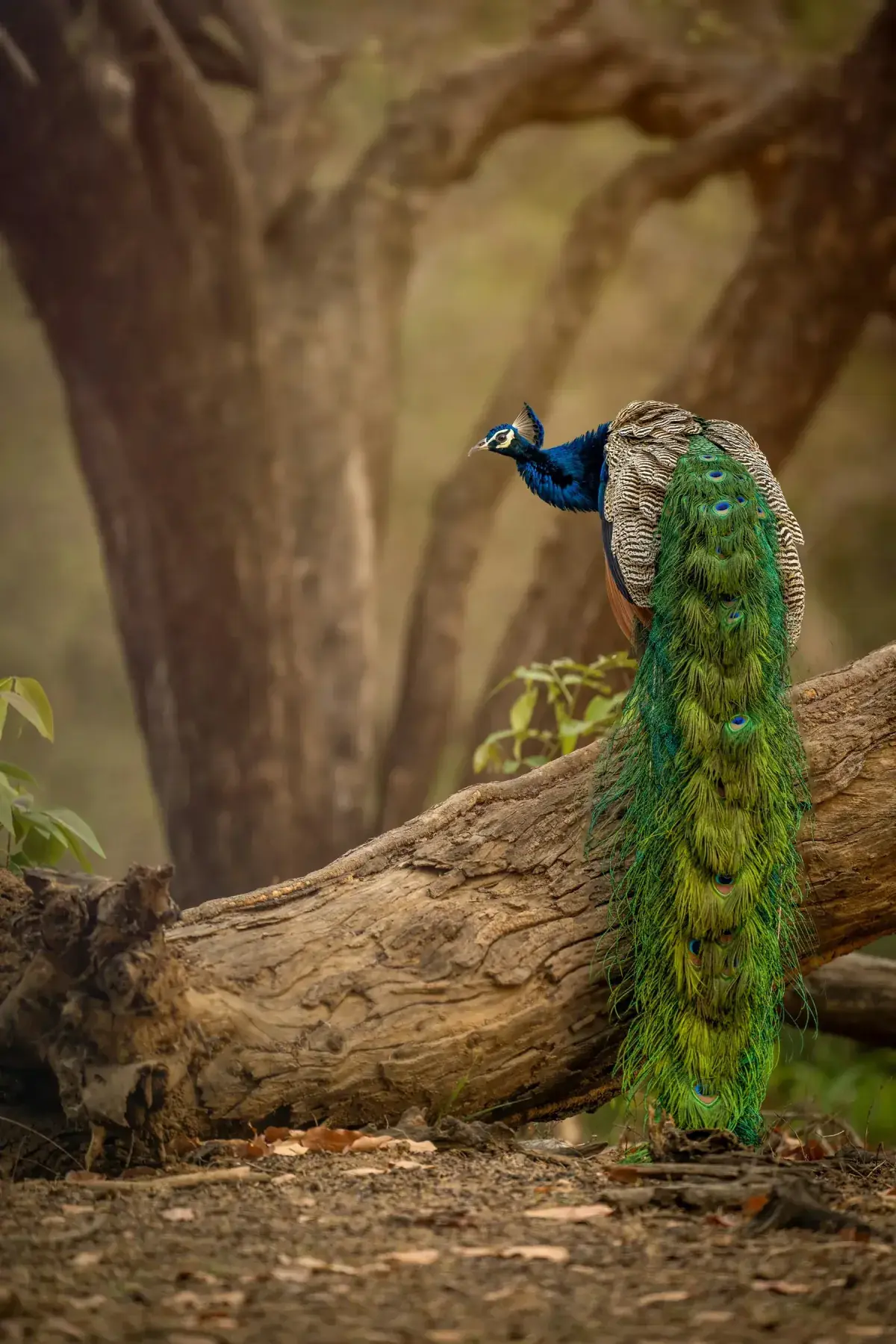 A peacock stands at the base of a tree