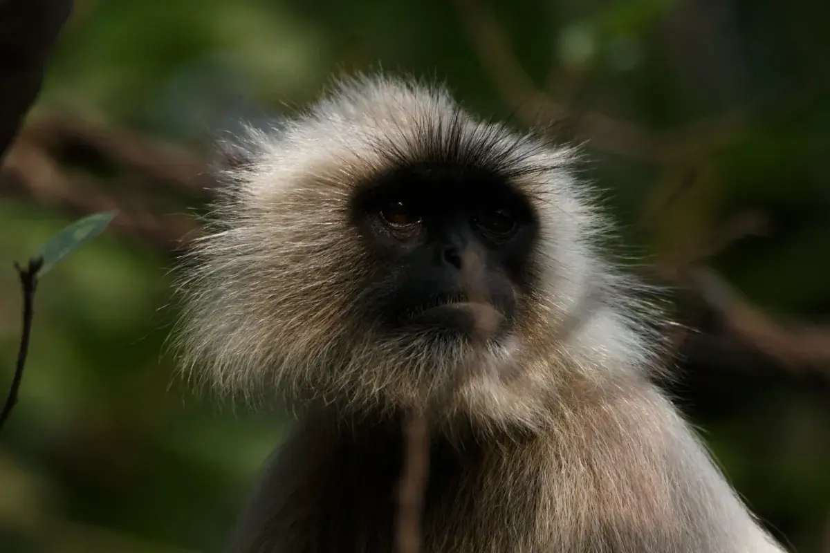 A monkey in a tree