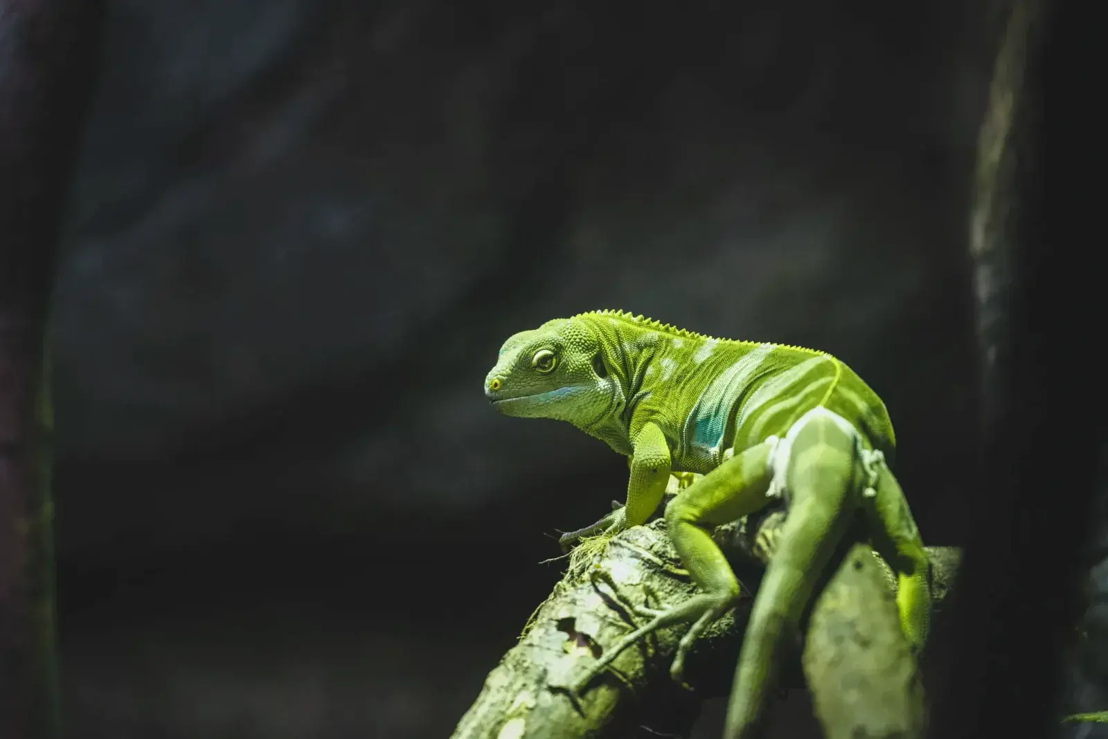 A green Fijian iguana on a branch
