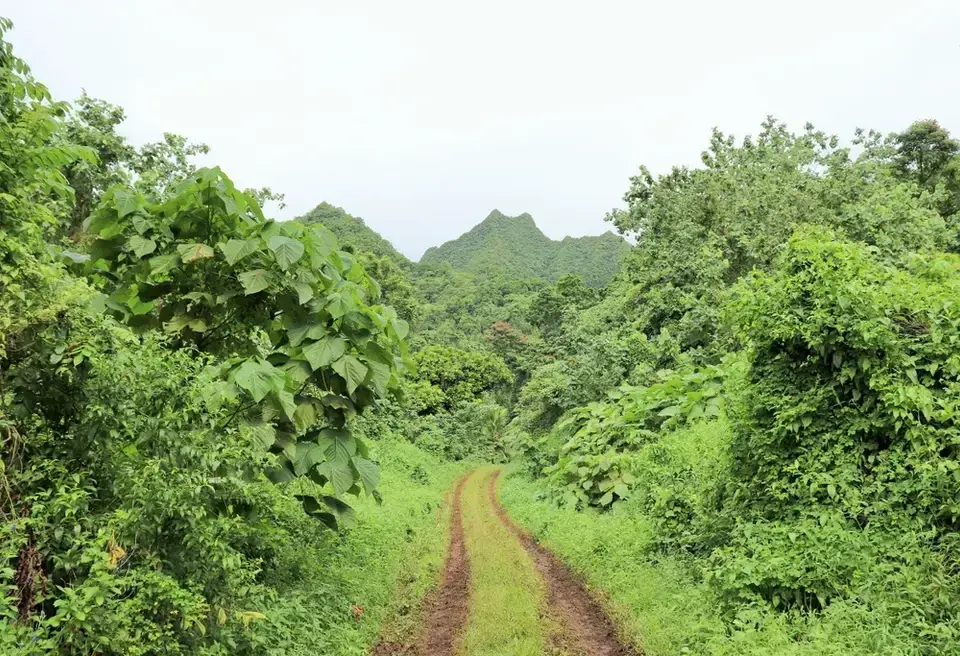 Dirt road through a jungle in Rarotonga