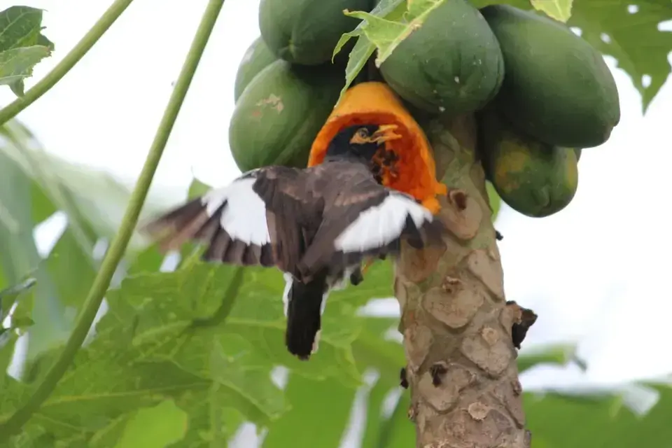 A bird feeds on a coconut tree in Rarotonga