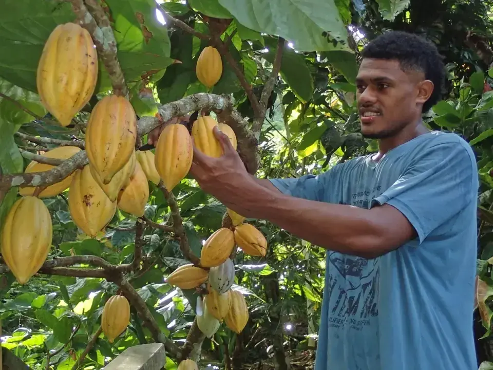 A man harvests cacao beans on a Fijian plantation