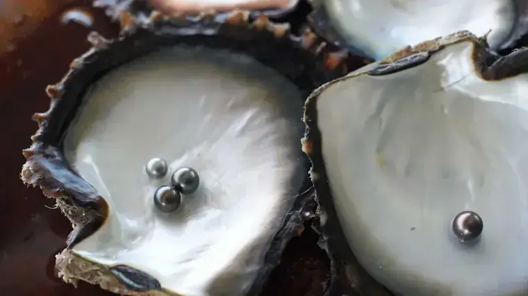 Pearl farm tour in French Polynesia, guests inspecting Tahitian black pearls