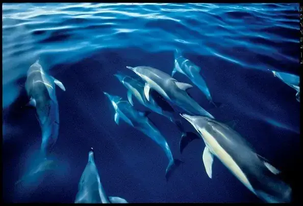 Swimming with dolphins excursion in the lagoons of French Polynesia