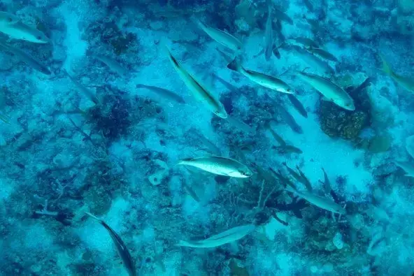 Glass-bottom boat tour over the vibrant coral reefs of Tahiti