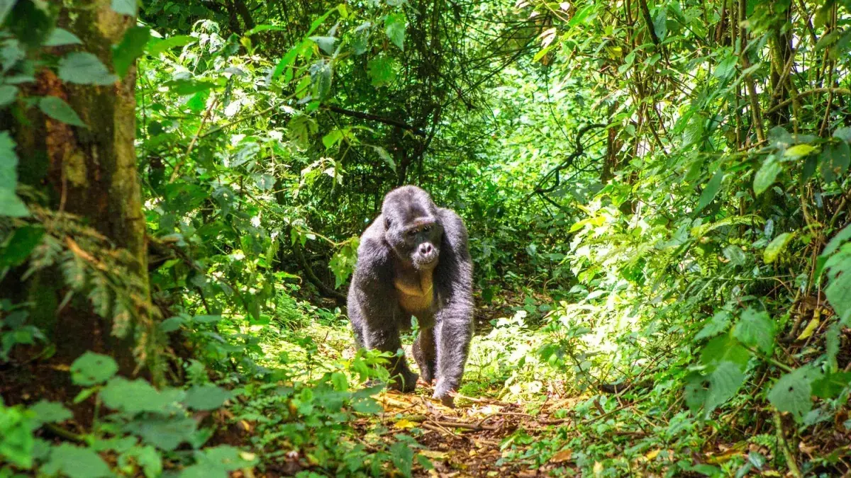 A silverback gorilla treks trhough a jungle