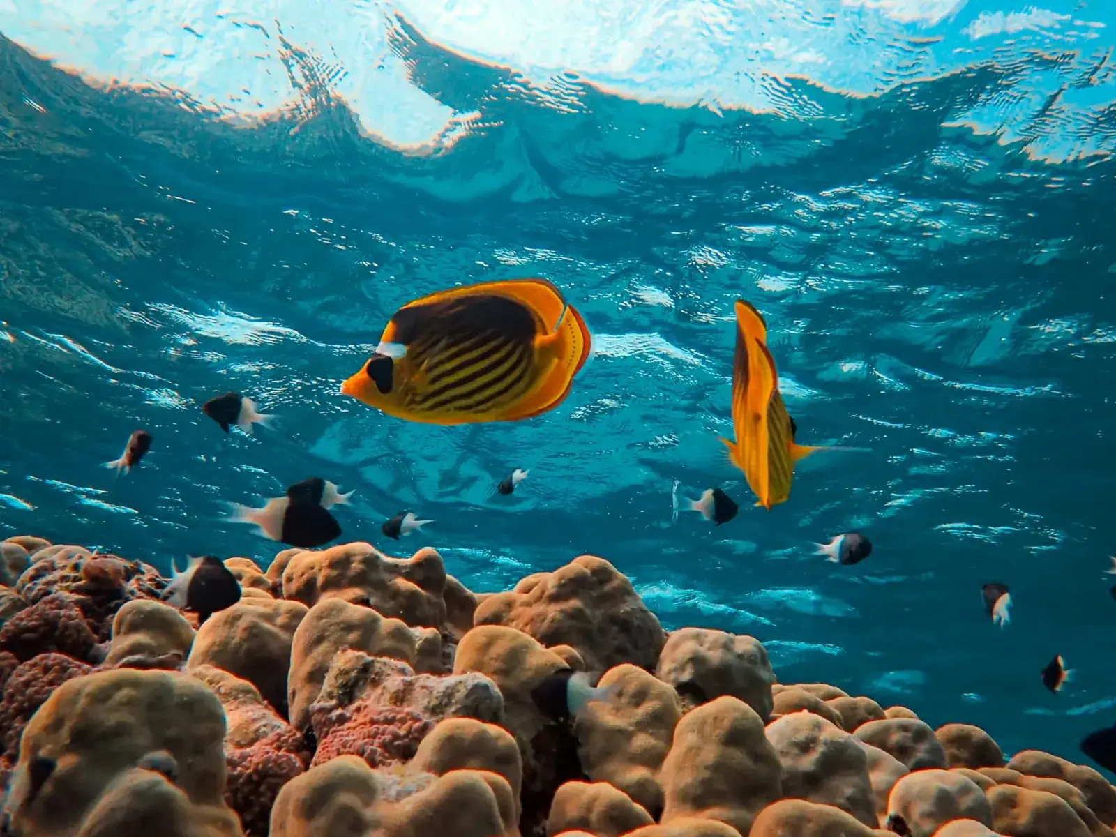 Underwater view of a coral reef in the Red Sea