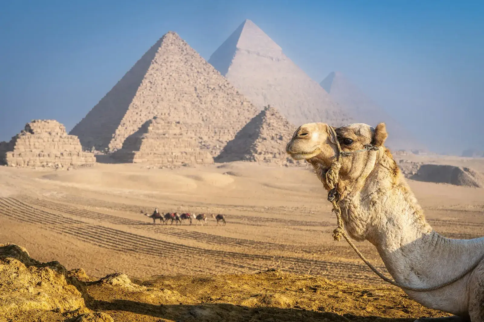 A camel stands with the Giza pyramids in the background