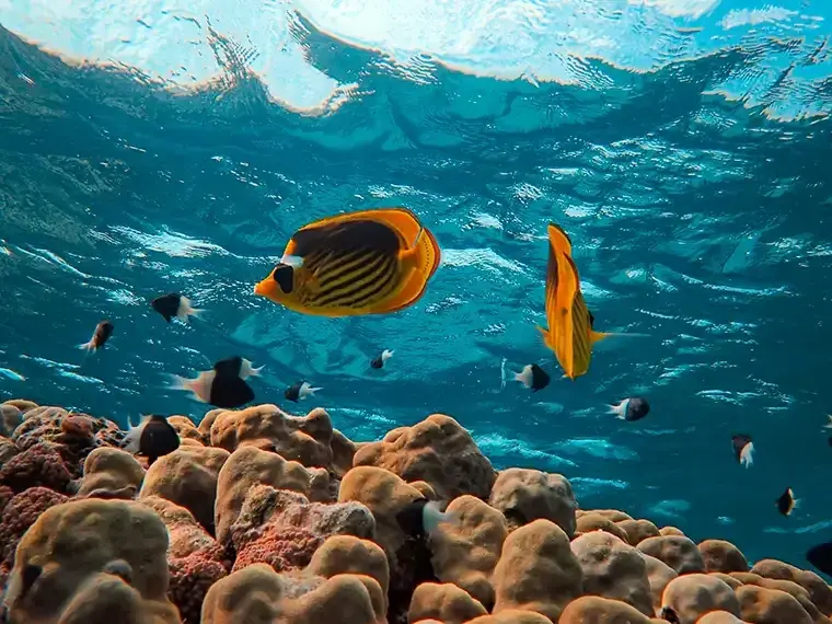 Ras Mohammed National Park coral reef