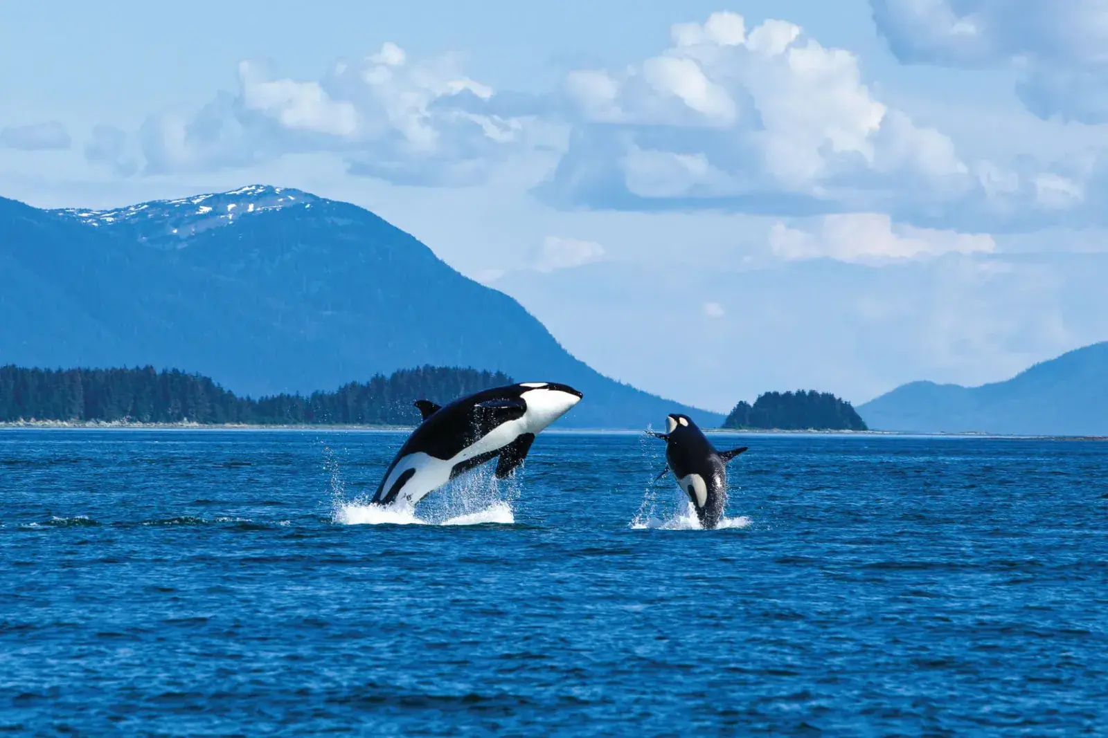 Orcas breach in Alaskan waters