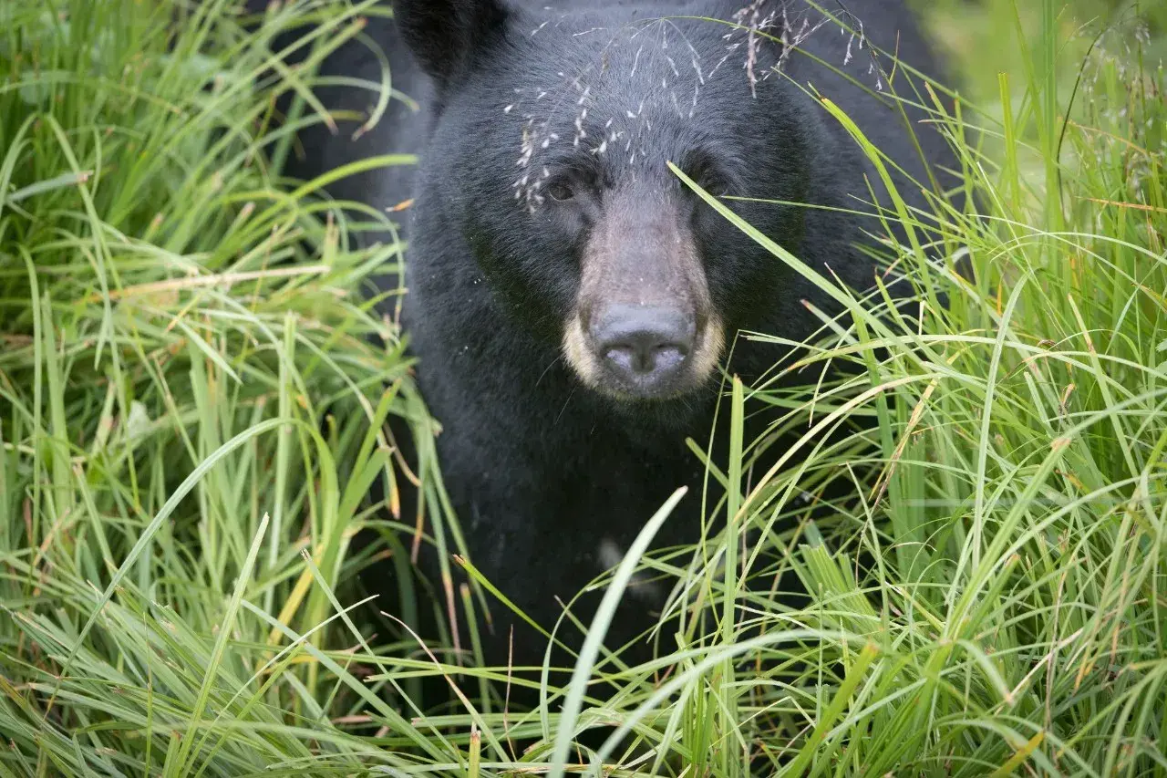 A black bear walks through grass in Alaska