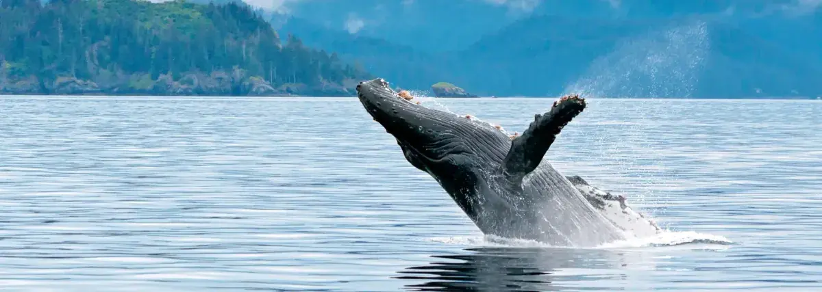 A humpback whale breaches in Alaskan waters
