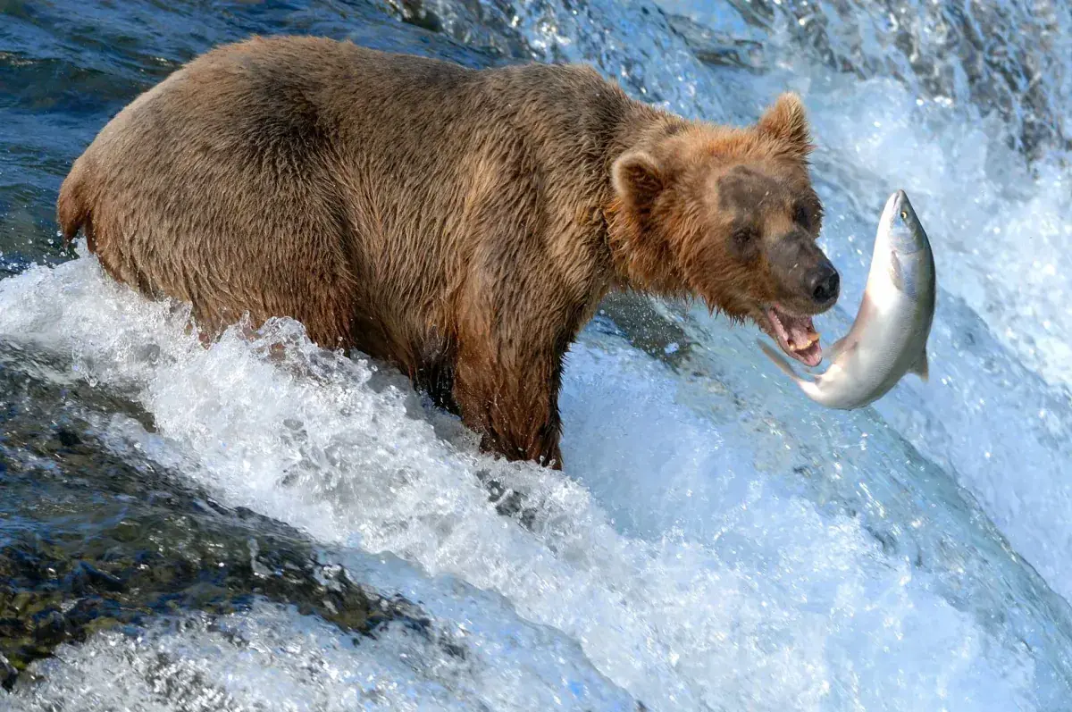 A grizzly bear grabs a salmon from an Alaska river