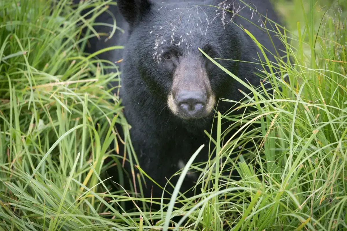 A black bear walks through grass in Alaska