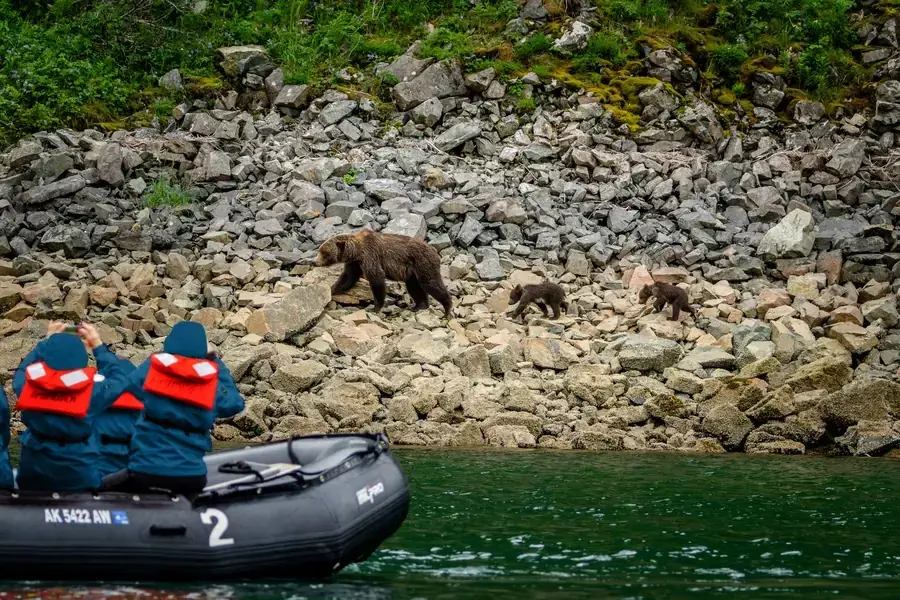 Brown bears fishing for salmon in Katmai National Park, Alaska
