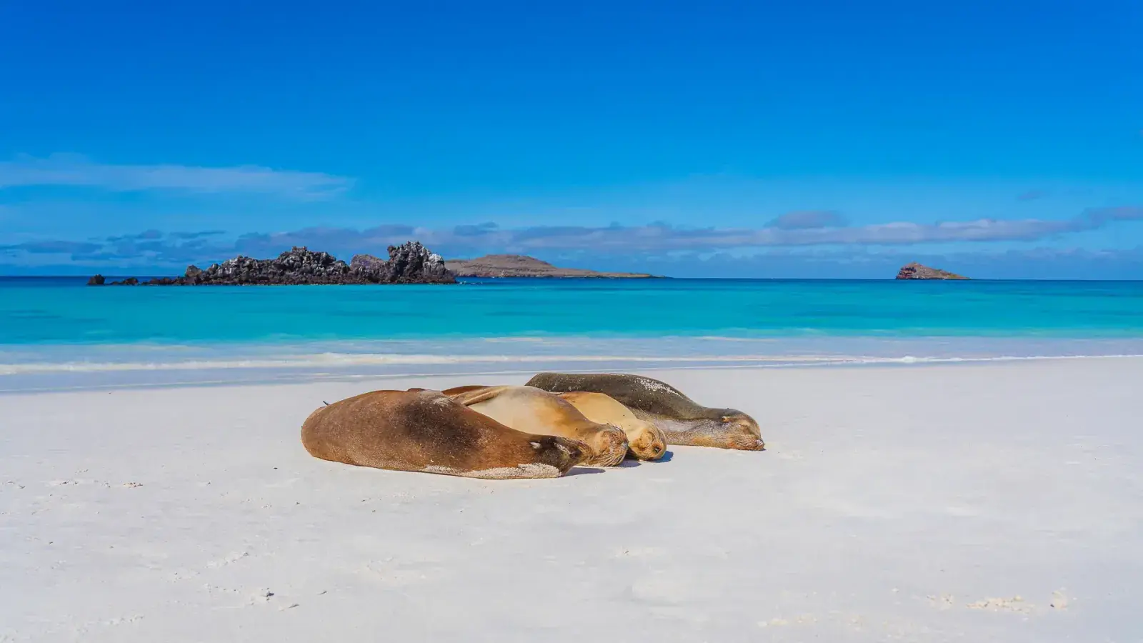 Sea lions lying on a white sand beach in the Galapagos