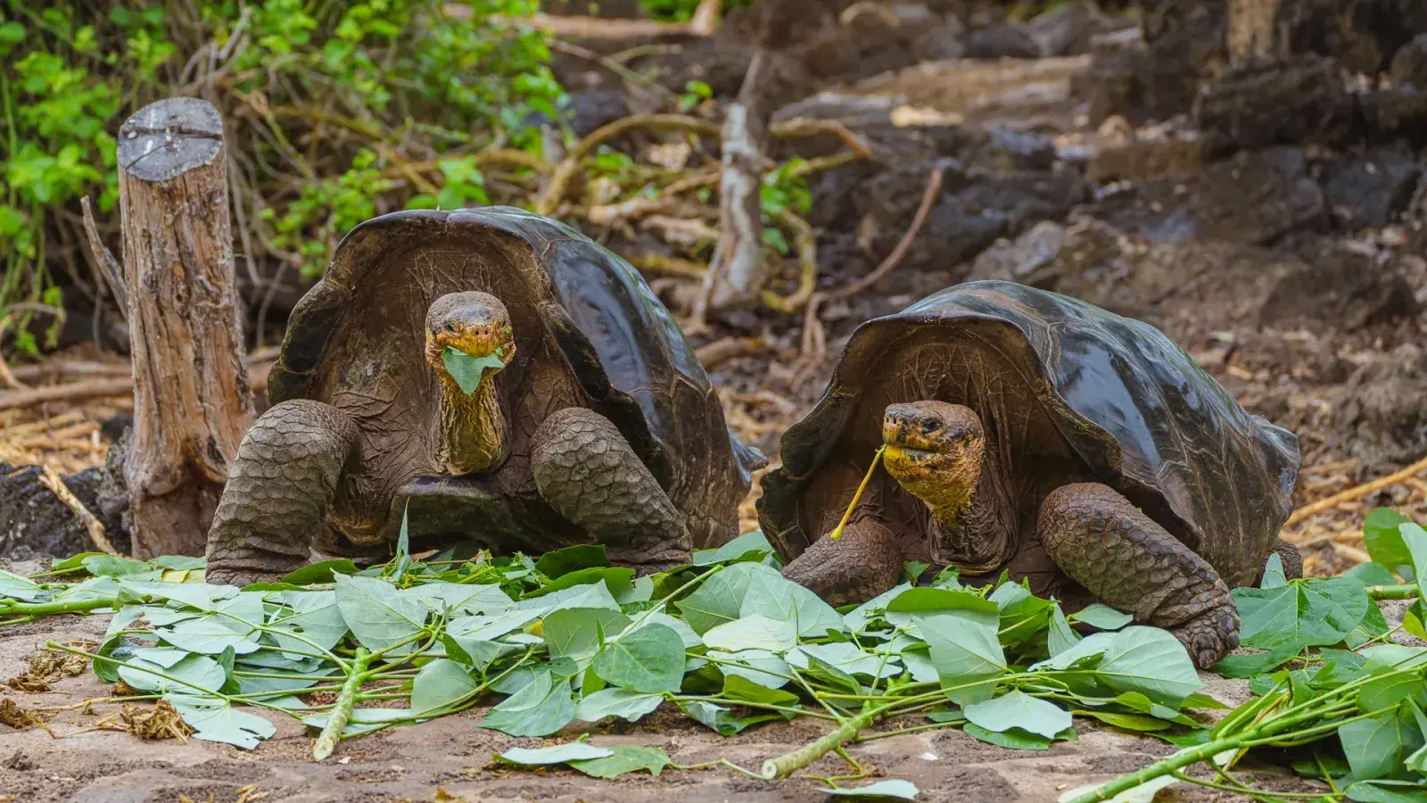 2 giant tortoises eating side-by-side