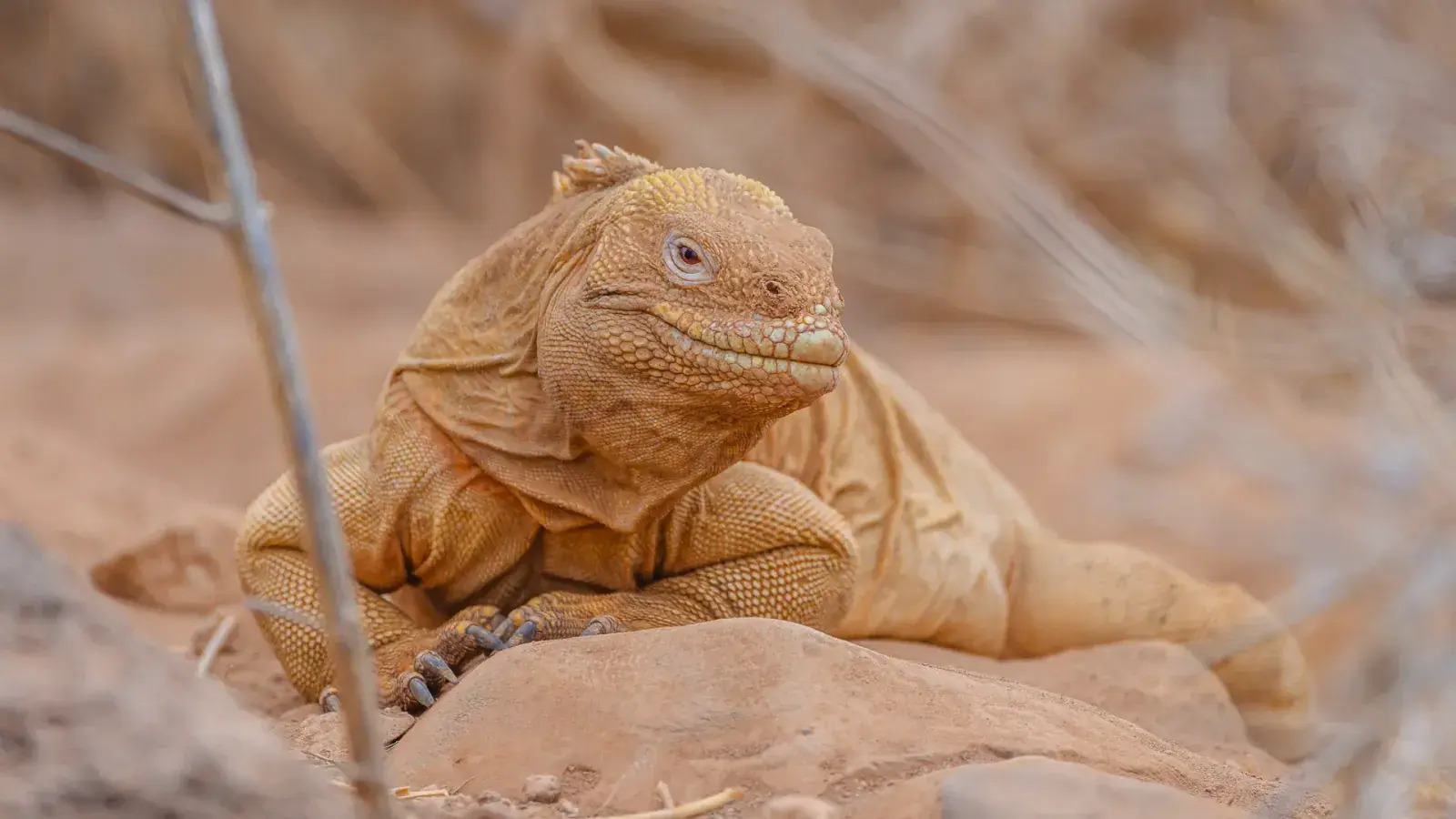 A Galapagos land iguana sits on a rock