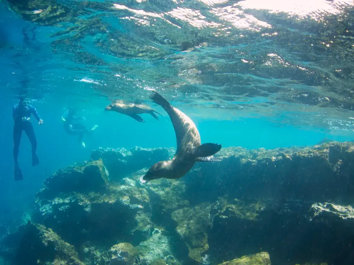 A sea lion swims underwater with snorkelers in the Galapagos