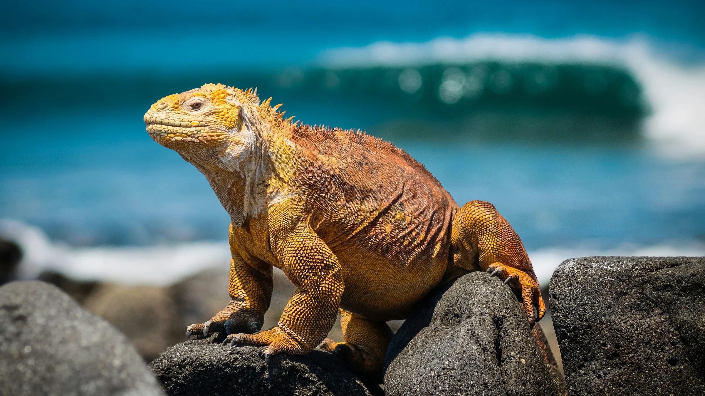 A golden Galápagos land iguana on lava rock above a turquoise surf break