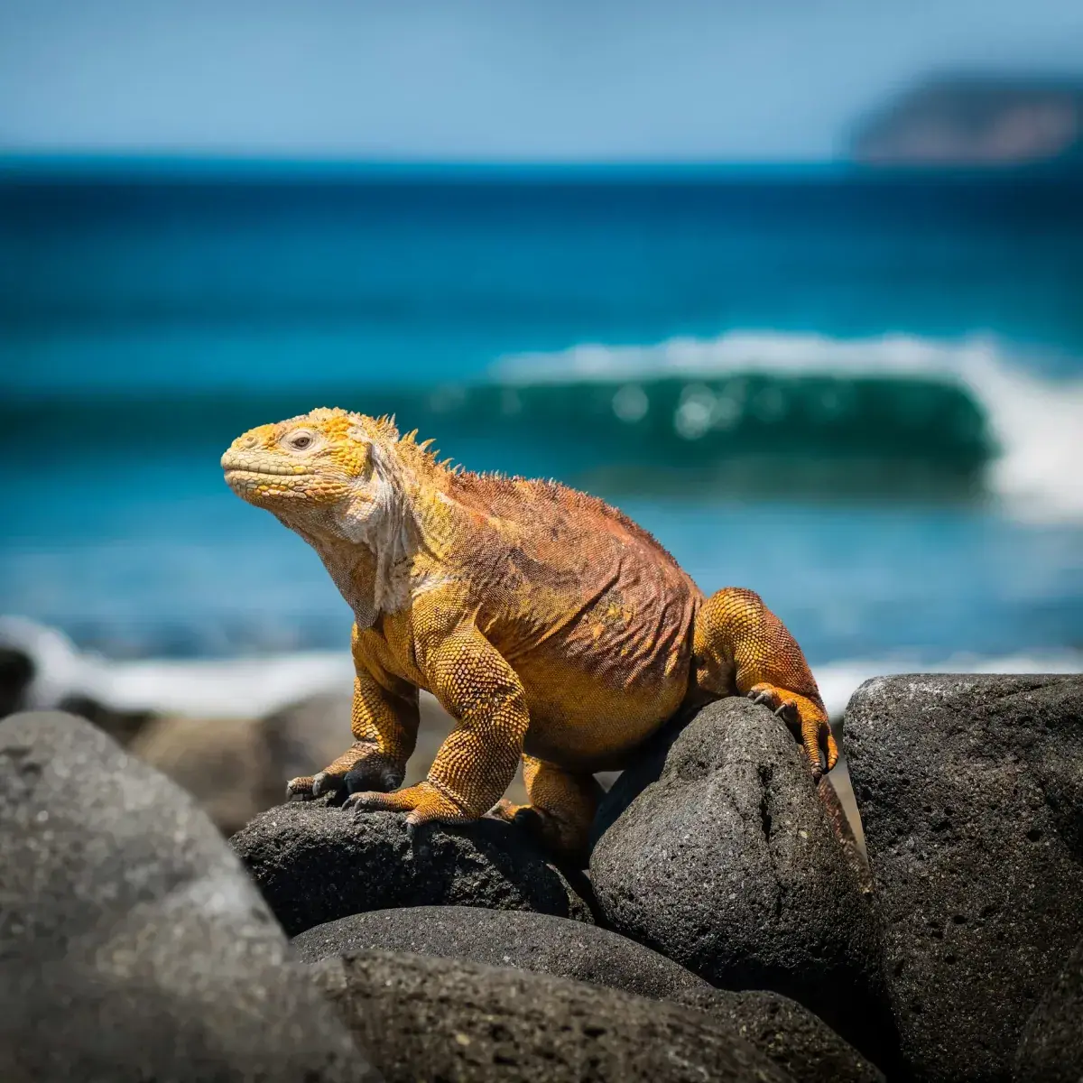 An iguana sits atop rocks in the Galapagos