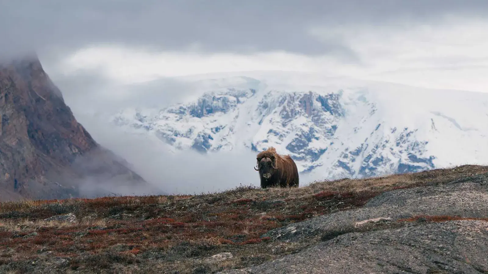 Muskox on a Greenland hilltop