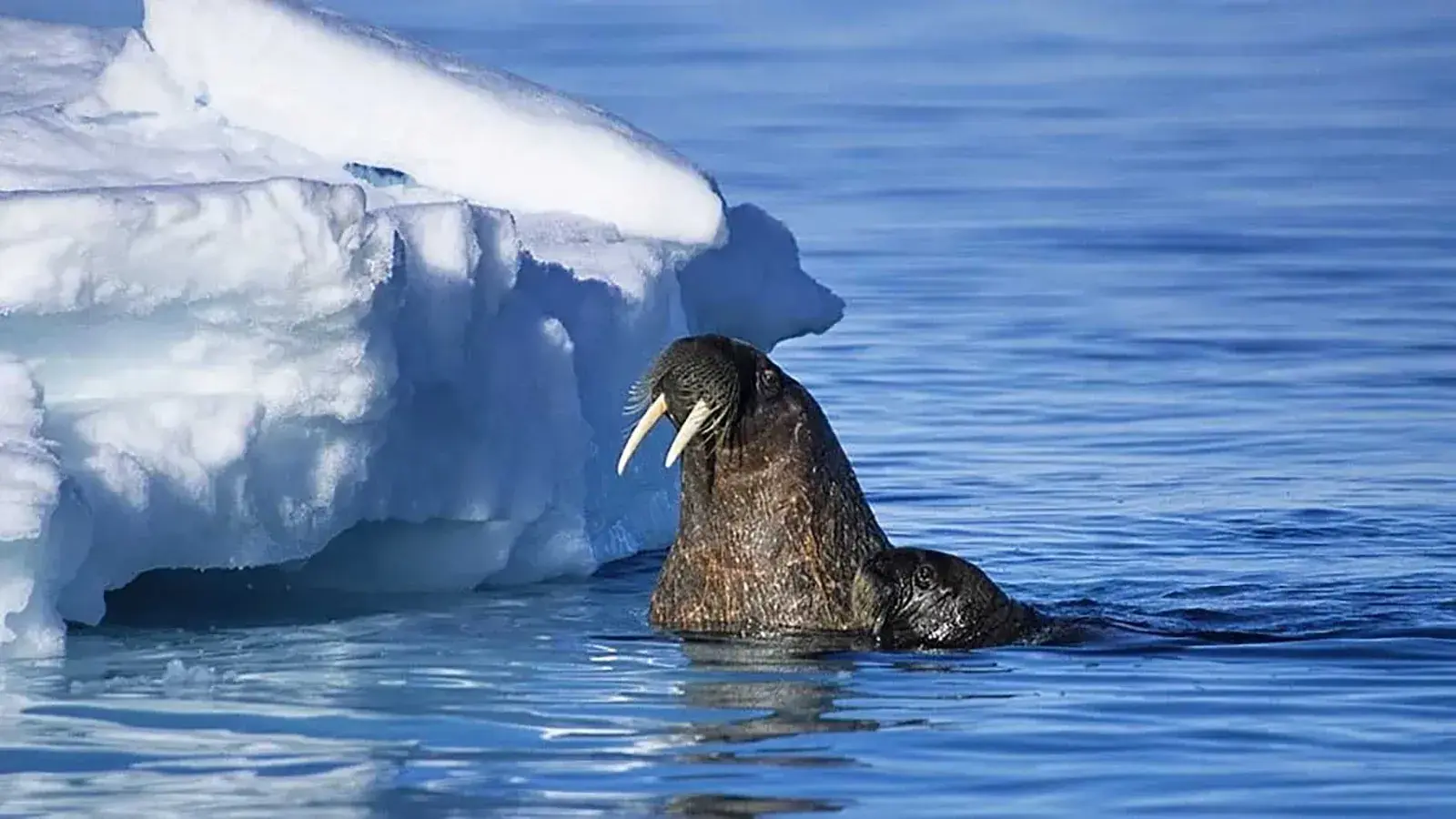 Atlantic walrus resting beside a Greenland iceberg