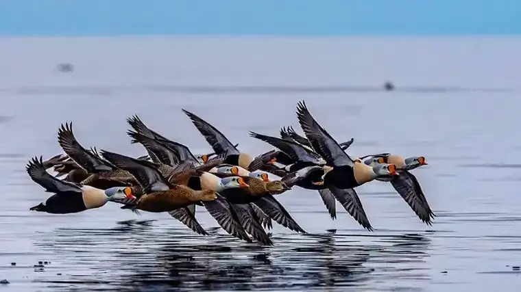 A flock of birds flys close to the surface of water