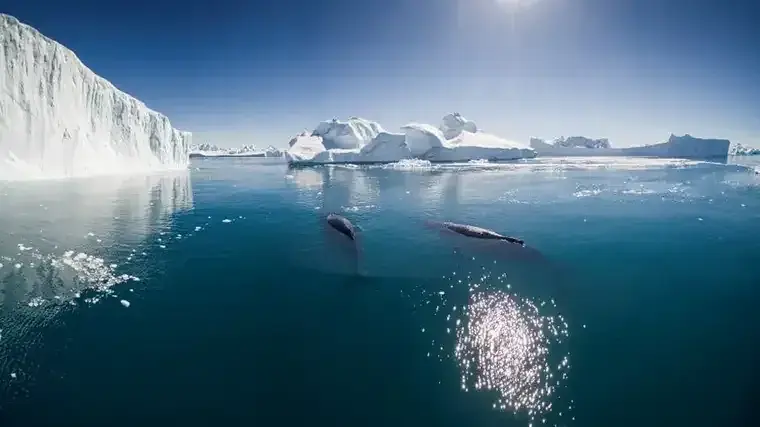 Two whales swim on the surface of an Arctic harbor