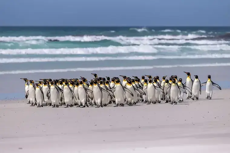 A colony of penguins walk along a beach in the Falkland Islands