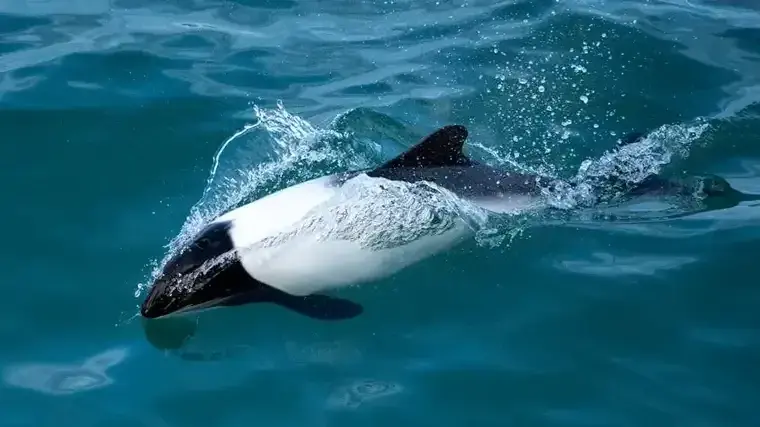 Some sort of dolphin swimming