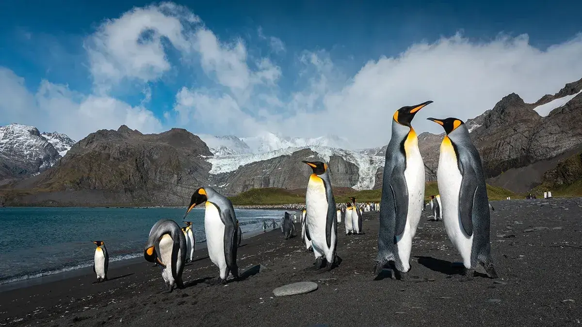 King penguins stand on a dark rocky shore in South Georgia