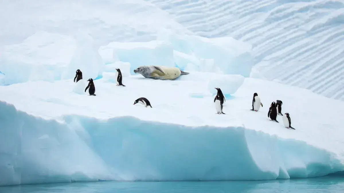 Penguins and a seal bask on an iceberg in Niko Harbor Antarctica