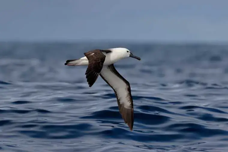 An albatross flies over the calm waters of the South Atlantic Ocean