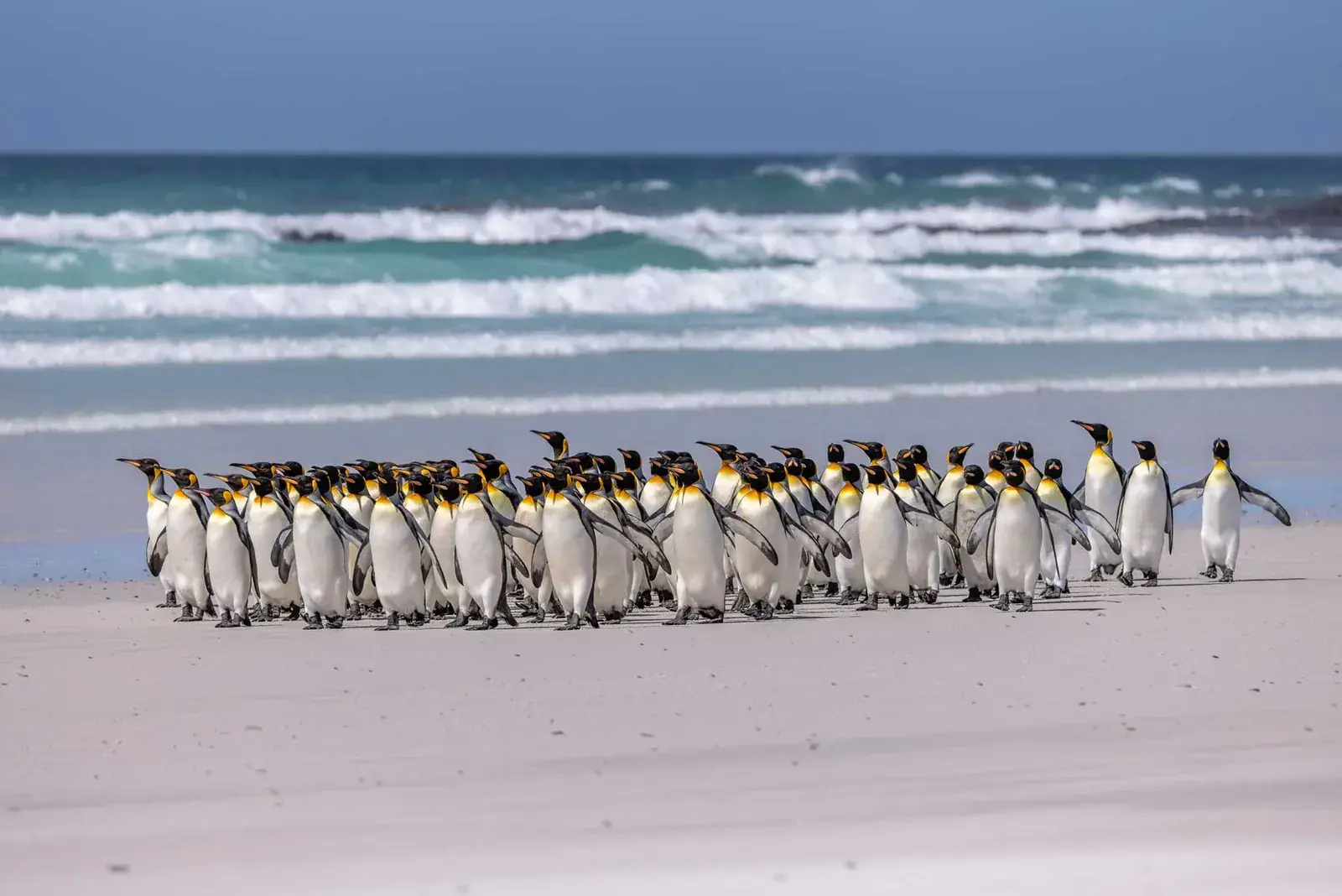 A colony of Emperor Penguins run along a sandy beach