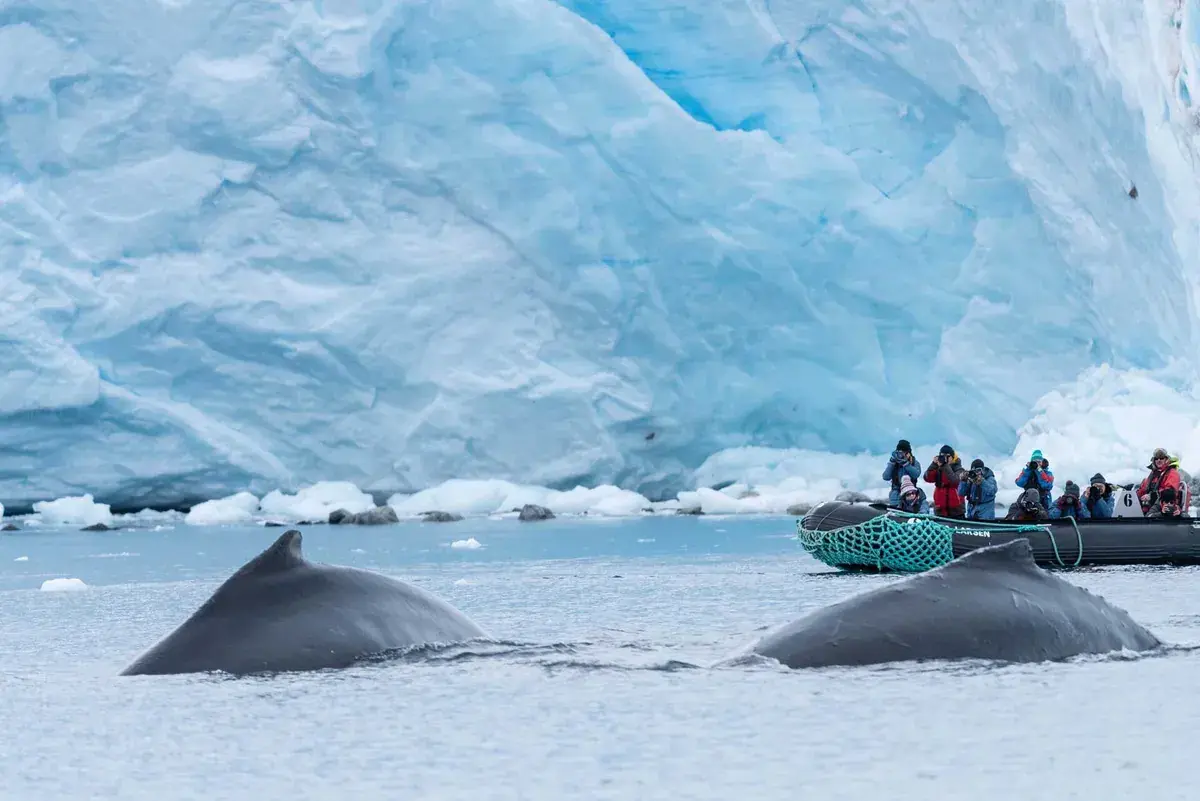 Humpback whales swim next to a zodiac in antarctica