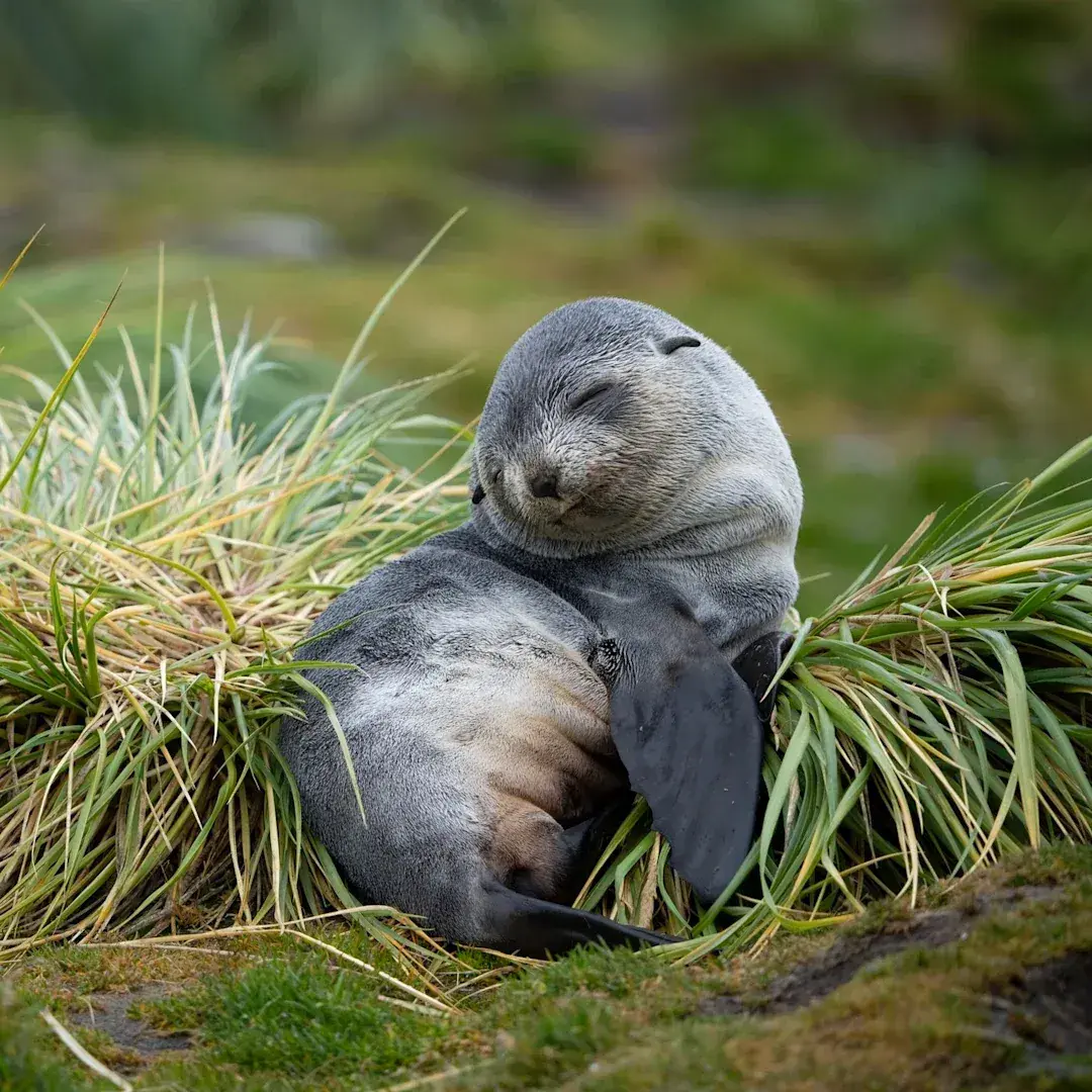 A seal pup rests in grass